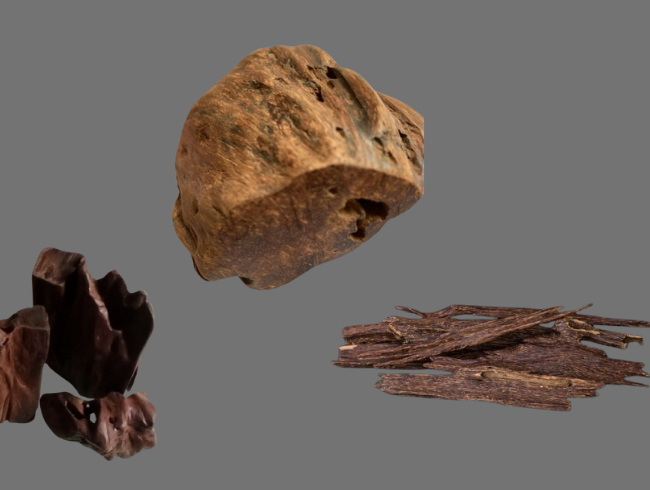 Cambodian Agarwood: The Rarest and Best in the World