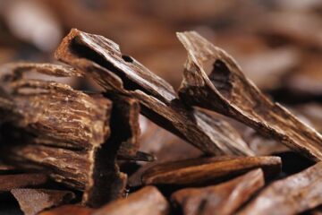 Chinese Agarwood: A Historical, Cultural, and Economic Overview